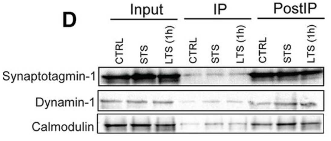 Synaptotagmin-1, dynamin-1, and calmodulin, detected to be enriched in kinesin complex after LTS (1 h) training, are validated by WB.jpg